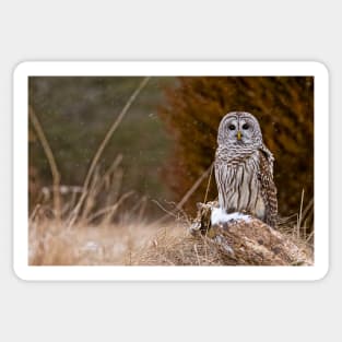 Barred Owl on log Sticker